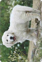 Calend�rio Animais