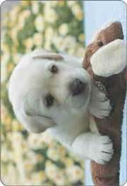 Calend�rio Animais