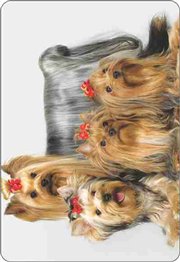 Calend�rio Animais