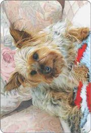 Calend�rio Animais