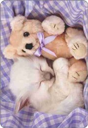 Calend�rio Animais