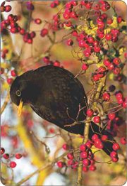 Calend�rio Animais