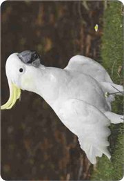 Calend�rio Animais