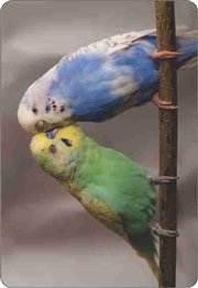 Calend�rio Animais