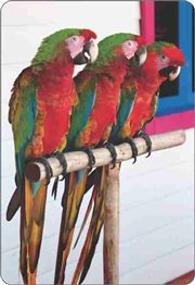 Calend�rio Animais